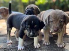 Prefeitura de Goiânia lança campanha para ampliar lares temporários de animais abandonados Prefeitura de Goiânia lança campanha para ampliar lares temporários de animais abandonados