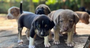 Prefeitura de Goiânia lança campanha para ampliar lares temporários de animais abandonados