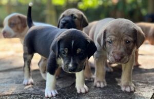 Prefeitura de Goiânia lança campanha para ampliar lares temporários de animais abandonados