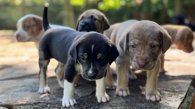 Prefeitura de Goiânia lança campanha para ampliar lares temporários de animais abandonados Prefeitura de Goiânia lança campanha para ampliar lares temporários de animais abandonados