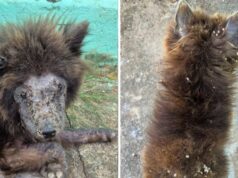 Mulher é presa após abandonar cães da raça Chow-chow sem água e comida em Goiânia