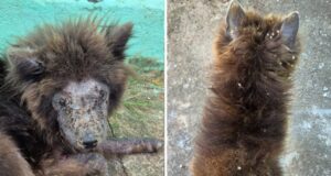 Mulher é presa após abandonar cães da raça Chow-chow sem água e comida em Goiânia