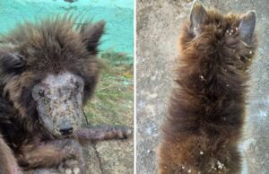 Mulher é presa após abandonar cães da raça Chow-chow sem água e comida em Goiânia