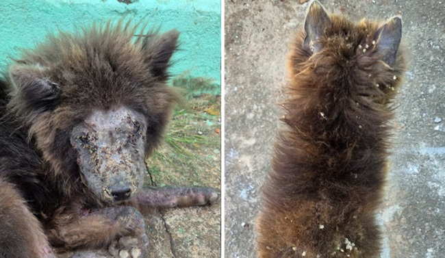 Mulher é presa após abandonar cães da raça Chow-chow sem água e comida em Goiânia Mulher é presa após abandonar cães da raça Chow-chow sem água e comida em Goiânia