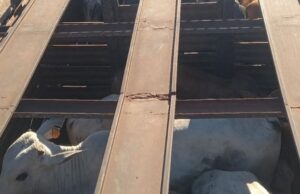 Polícia recupera gado avaliado em R$ 270 mil após golpe com comprovante falso