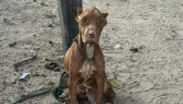 Homem é preso em flagrante por maus-tratos contra cachorro