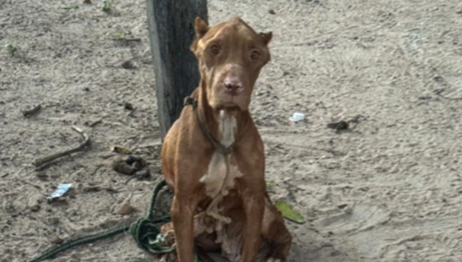 Homem é preso em flagrante por maus-tratos contra cachorro Homem é preso em flagrante por maus-tratos contra cachorro