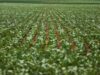 Reunião com bancada do agro termina sem acordo sobre dívidas rurais