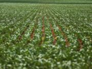 Reunião com bancada do agro termina sem acordo sobre dívidas rurais