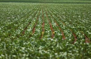 Reunião com bancada do agro termina sem acordo sobre dívidas rurais