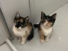 Cães e gatos resgatados aguardam um novo lar em Aparecida