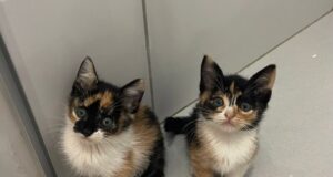Cães e gatos resgatados aguardam um novo lar em Aparecida