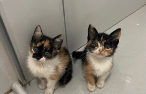 Aparecida promove feira de adoção de cães e gatos neste sábado (11); entrada é gratuita Cães e gatos resgatados aguardam um novo lar em Aparecida