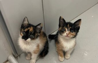 Cães e gatos resgatados aguardam um novo lar em Aparecida