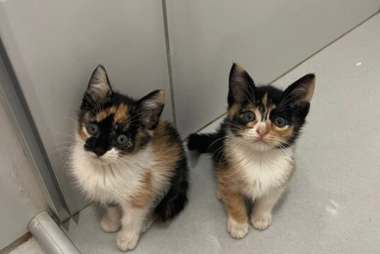 Cães e gatos resgatados aguardam um novo lar em Aparecida
