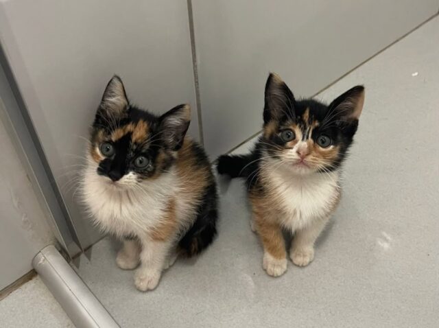 Cães e gatos resgatados aguardam um novo lar em Aparecida Cães e gatos resgatados aguardam um novo lar em Aparecida