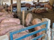Agrodefesa fecha abate clandestino com 86 suínos e apreende carcaças em Rialma Agrodefesa fecha abate clandestino com 86 suínos e apreende carcaças em Rialma