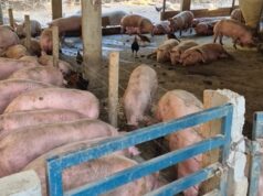 Agrodefesa fecha abate clandestino com 86 suínos e apreende carcaças em Rialma Agrodefesa fecha abate clandestino com 86 suínos e apreende carcaças em Rialma