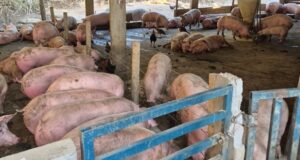 Agrodefesa fecha abate clandestino com 86 suínos e apreende carcaças em Rialma