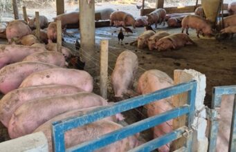 Agrodefesa fecha abate clandestino com 86 suínos e apreende carcaças em Rialma