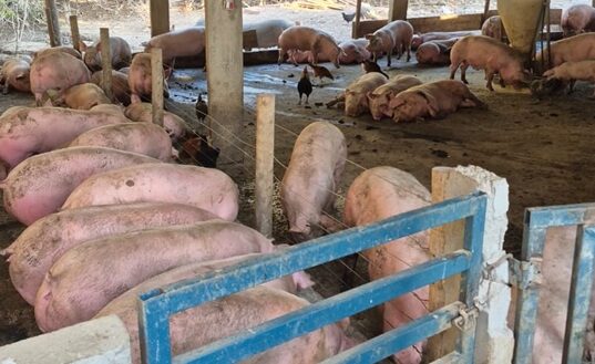 Agrodefesa fecha abate clandestino com 86 suínos e apreende carcaças em Rialma
