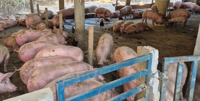 Agrodefesa fecha abate clandestino com 86 suínos e apreende carcaças em Rialma Agrodefesa fecha abate clandestino com 86 suínos e apreende carcaças em Rialma