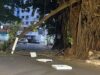 Após queda de galho de gameleira, Prefeitura reforça segurança na Praça da Cirrose De acordo com a bióloga da Amma Wanessa de Castro, um parecer técnico elaborado e assinado por sete analistas da Gerência de Arborização já apontou a necessidade de remoção de dois exemplares de gameleira