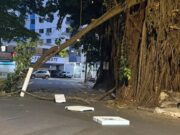 Após queda de galho de gameleira, Prefeitura reforça segurança na Praça da Cirrose De acordo com a bióloga da Amma Wanessa de Castro, um parecer técnico elaborado e assinado por sete analistas da Gerência de Arborização já apontou a necessidade de remoção de dois exemplares de gameleira