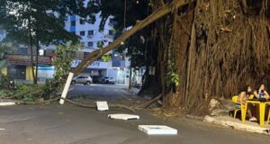 De acordo com a bióloga da Amma Wanessa de Castro, um parecer técnico elaborado e assinado por sete analistas da Gerência de Arborização já apontou a necessidade de remoção de dois exemplares de gameleira