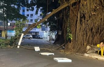 De acordo com a bióloga da Amma Wanessa de Castro, um parecer técnico elaborado e assinado por sete analistas da Gerência de Arborização já apontou a necessidade de remoção de dois exemplares de gameleira
