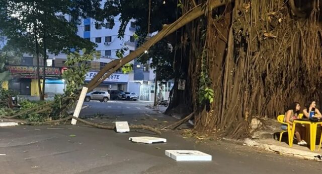 Apos-queda-de-galho-de-gameleira-Prefeitura-reforca-seguranca-na-Praca-da-Cirrose De acordo com a bióloga da Amma Wanessa de Castro, um parecer técnico elaborado e assinado por sete analistas da Gerência de Arborização já apontou a necessidade de remoção de dois exemplares de gameleira
