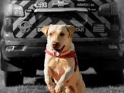 Morre Fênix, cão bombeiro que atuou em missões de busca e salvamento pelo Brasil Cão bombeiro Fênix, do Corpo de Bombeiros de Goiás, que atuou em operações de busca e salvamento pelo Brasil.