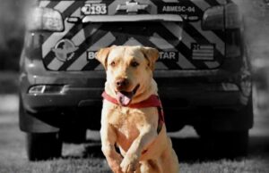 Morre Fênix, cão bombeiro que atuou em missões de busca e salvamento pelo Brasil Cão bombeiro Fênix, do Corpo de Bombeiros de Goiás, que atuou em operações de busca e salvamento pelo Brasil.