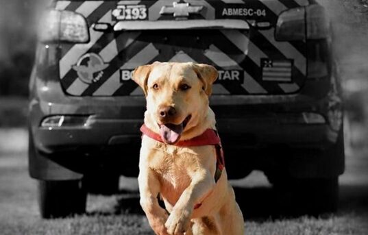 Cão bombeiro Fênix, do Corpo de Bombeiros de Goiás, que atuou em operações de busca e salvamento pelo Brasil.