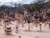 Chaminés de Fada: novo atrativo de Goiás reúne formações geológicas raras e trilha de 3 km Chaminés de Fada, em Campos Belos, são formações geológicas raras