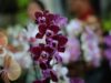 24ª Exposição de Orquídeas e Rosas do Deserto acontece neste fim de semana em Aparecida de Goiânia