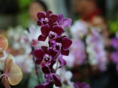 24ª Exposição de Orquídeas e Rosas do Deserto acontece neste fim de semana em Aparecida de Goiânia