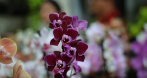 Exposição de orquídeas e rosas do deserto movimenta Aparecida neste fim de semana 24ª Exposição de Orquídeas e Rosas do Deserto acontece neste fim de semana em Aparecida de Goiânia