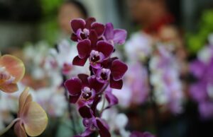 Exposição de orquídeas e rosas do deserto movimenta Aparecida neste fim de semana 24ª Exposição de Orquídeas e Rosas do Deserto acontece neste fim de semana em Aparecida de Goiânia