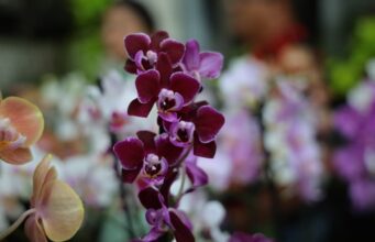 Exposição de orquídeas e rosas do deserto movimenta Aparecida neste fim de semana 24ª Exposição de Orquídeas e Rosas do Deserto acontece neste fim de semana em Aparecida de Goiânia