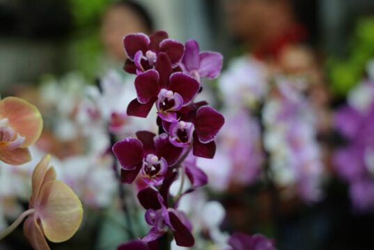 24ª Exposição de Orquídeas e Rosas do Deserto acontece neste fim de semana em Aparecida de Goiânia