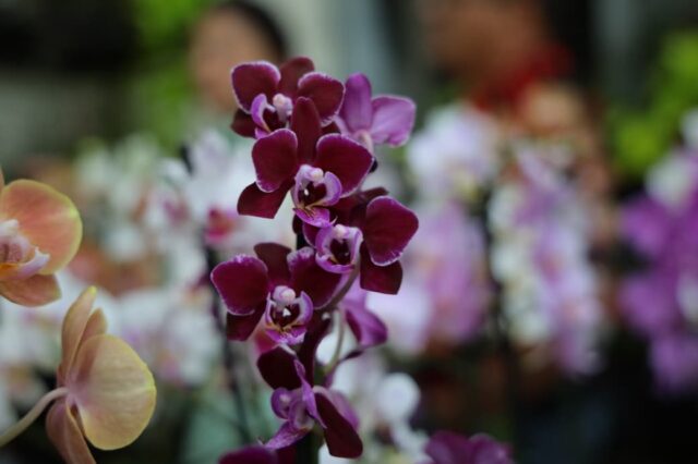 24ª Exposição de Orquídeas e Rosas do Deserto acontece neste fim de semana em Aparecida de Goiânia