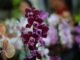 24ª Exposição de Orquídeas e Rosas do Deserto acontece neste fim de semana em Aparecida de Goiânia