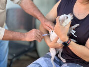 Goiânia terá vacinação antirrábica gratuita para cães e gatos em mais de 300 postos Goiânia terá campanha de vacinação para pets