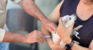 Goiânia terá campanha de vacinação para pets