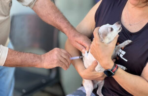 Goiânia terá vacinação antirrábica gratuita para cães e gatos em mais de 300 postos Goiânia terá campanha de vacinação para pets