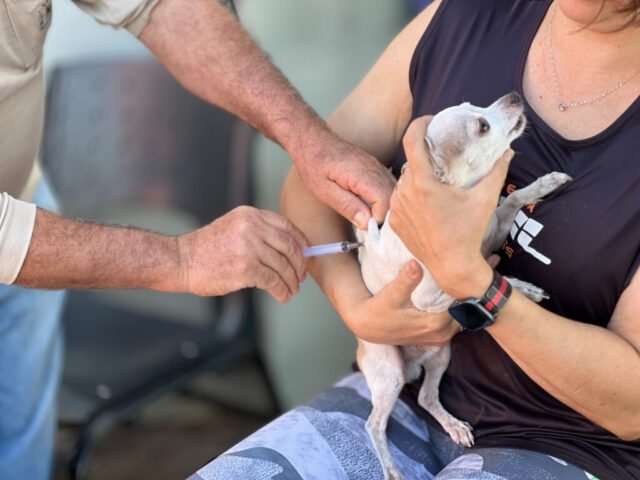 Goiânia terá campanha de vacinação para pets
